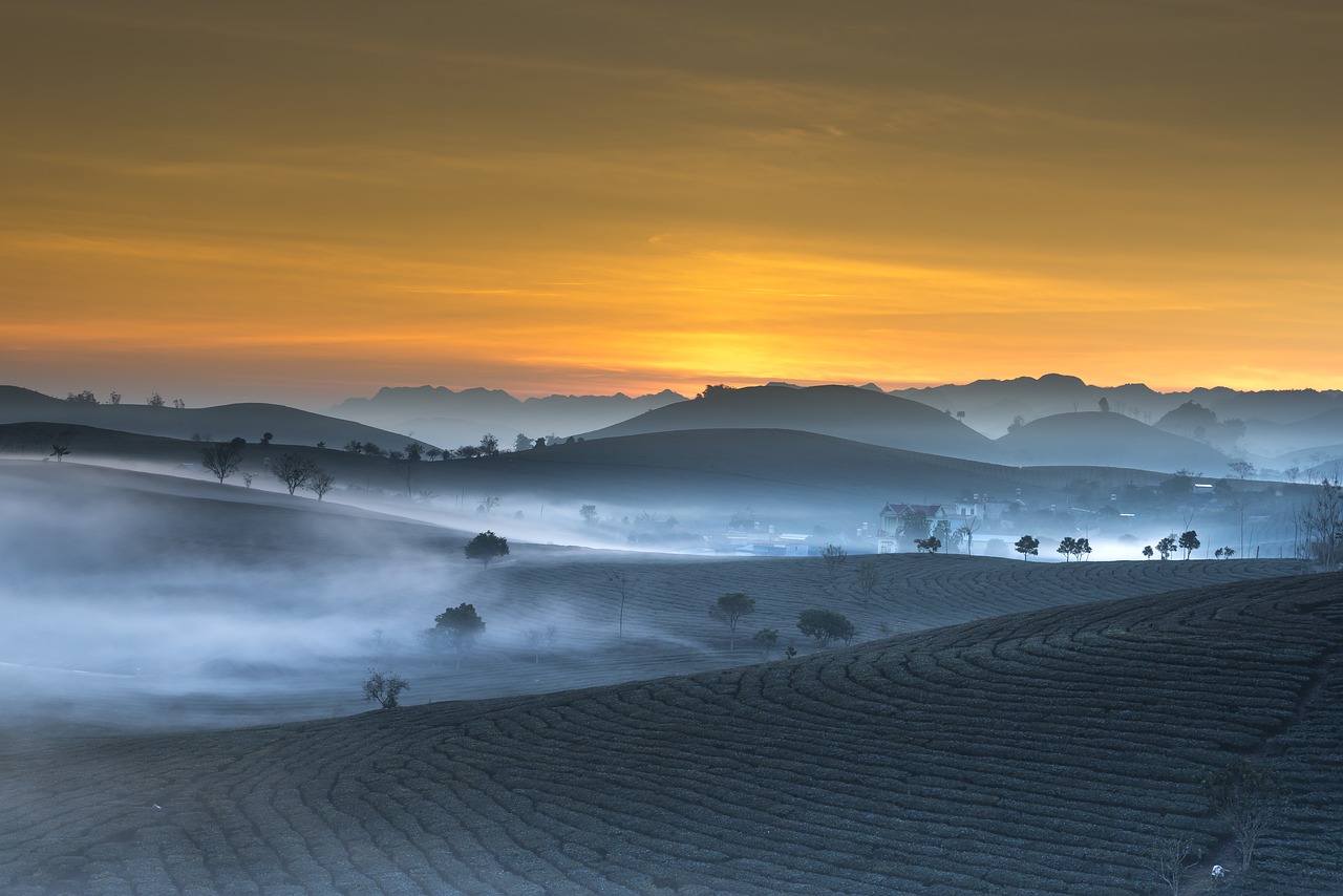 tea plantation, landscape, vietnam-3358870.jpg